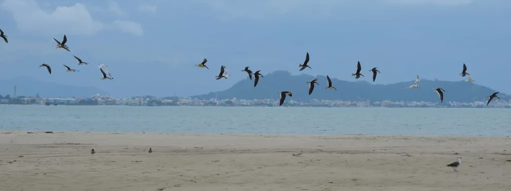 Vista de la playa desierta de Cachoeira do Bom Jesus en Florianópolis